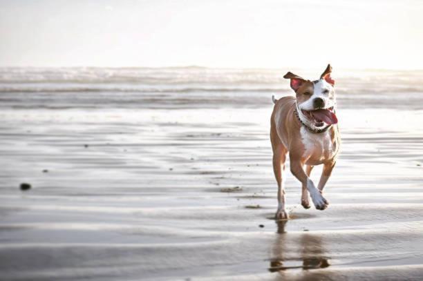 Little Creek Cove Beach Resort Newport Bagian luar foto